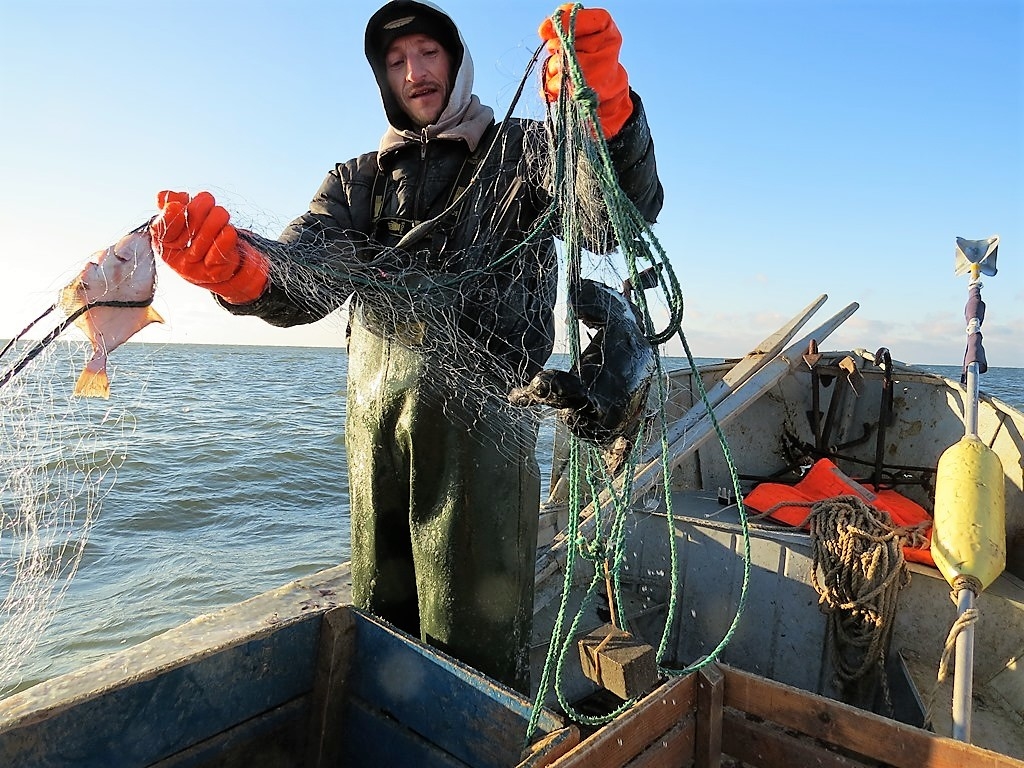 Illumination of gillnets  Bycatch Management Information System