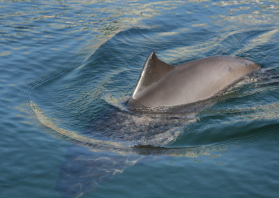 Protect the Baltic Harbour Porpoise