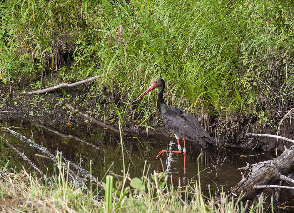 Storke Wetland