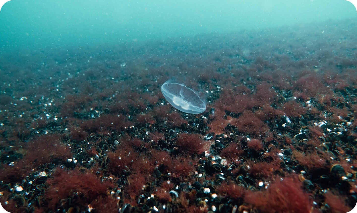 Littoral covered with red algae and blue mussels, common jellyfish (Aurelia aurita)