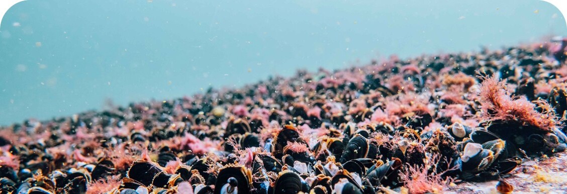 Underwater photo: Lots of blue mussels (Mytilus edilus) overgrown with red aquatic plants. The water above is light blue.
