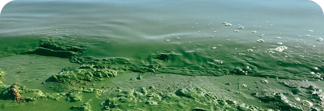 Water covered with slimy, green algae that collects on the shore