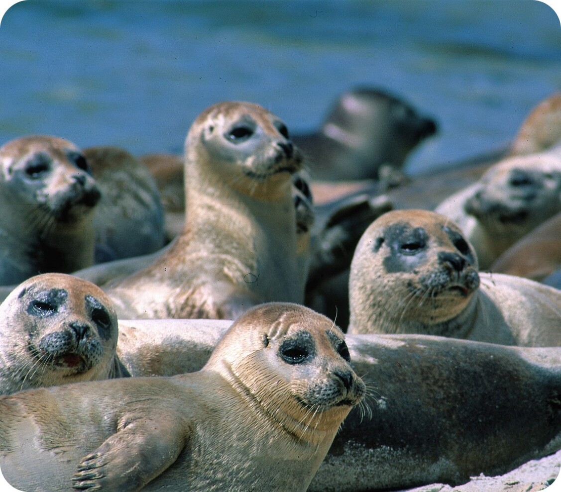 Lots of seals in one spot. The focus is on 5 of them, lying relaxed and looking into the distance with interest.