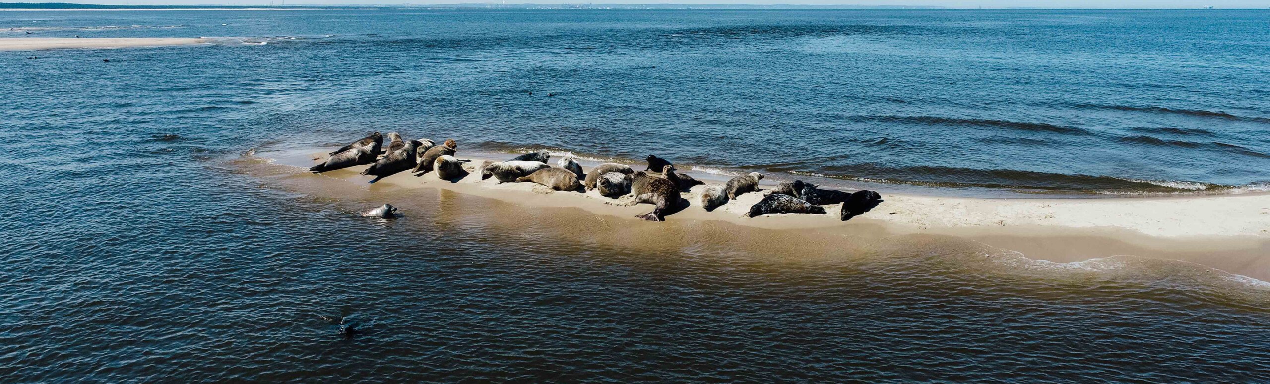 Seals lie on a sandbank. They are surrounded by lots of dark blue water.