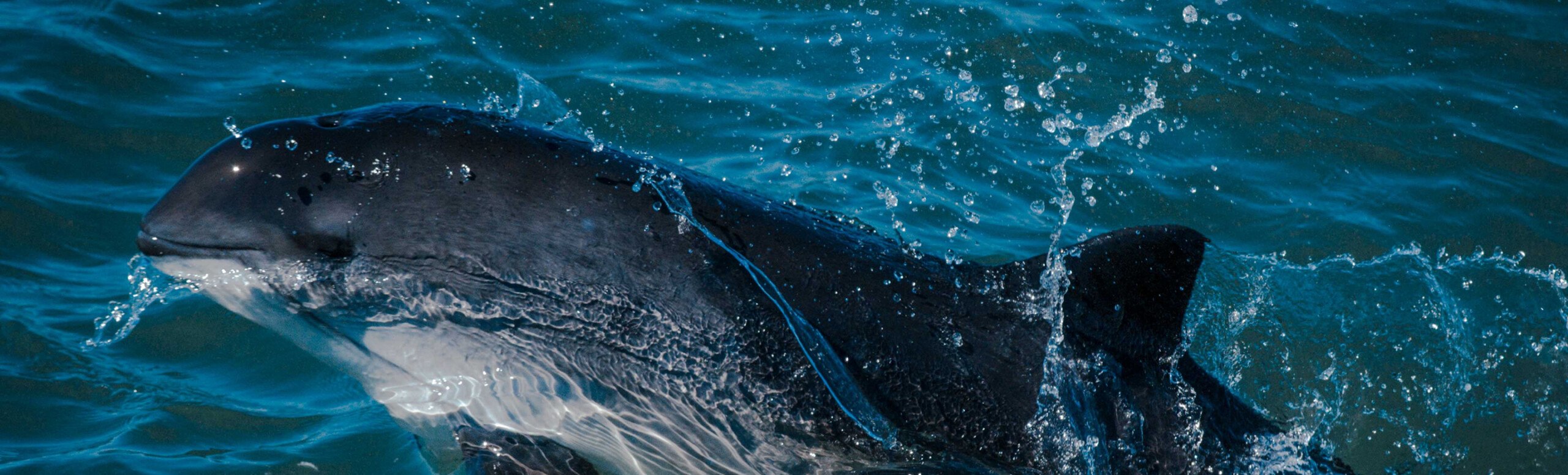 A dark blue dolphin jumps out of the water.