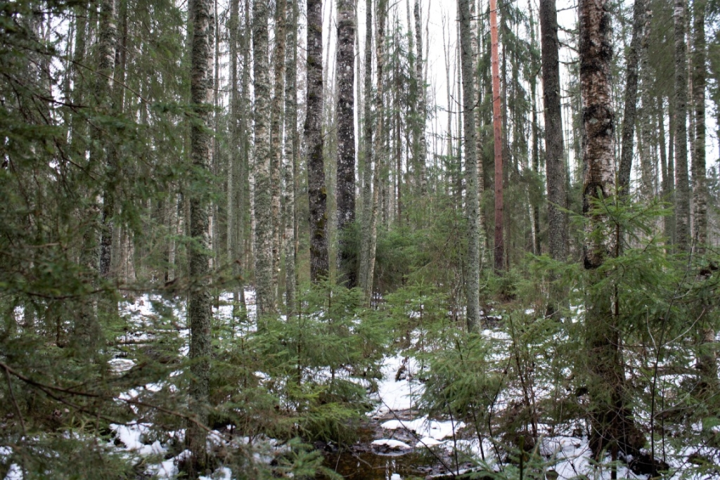 A humid forest in the Muraka Nature Reserve near lake Peipus. 